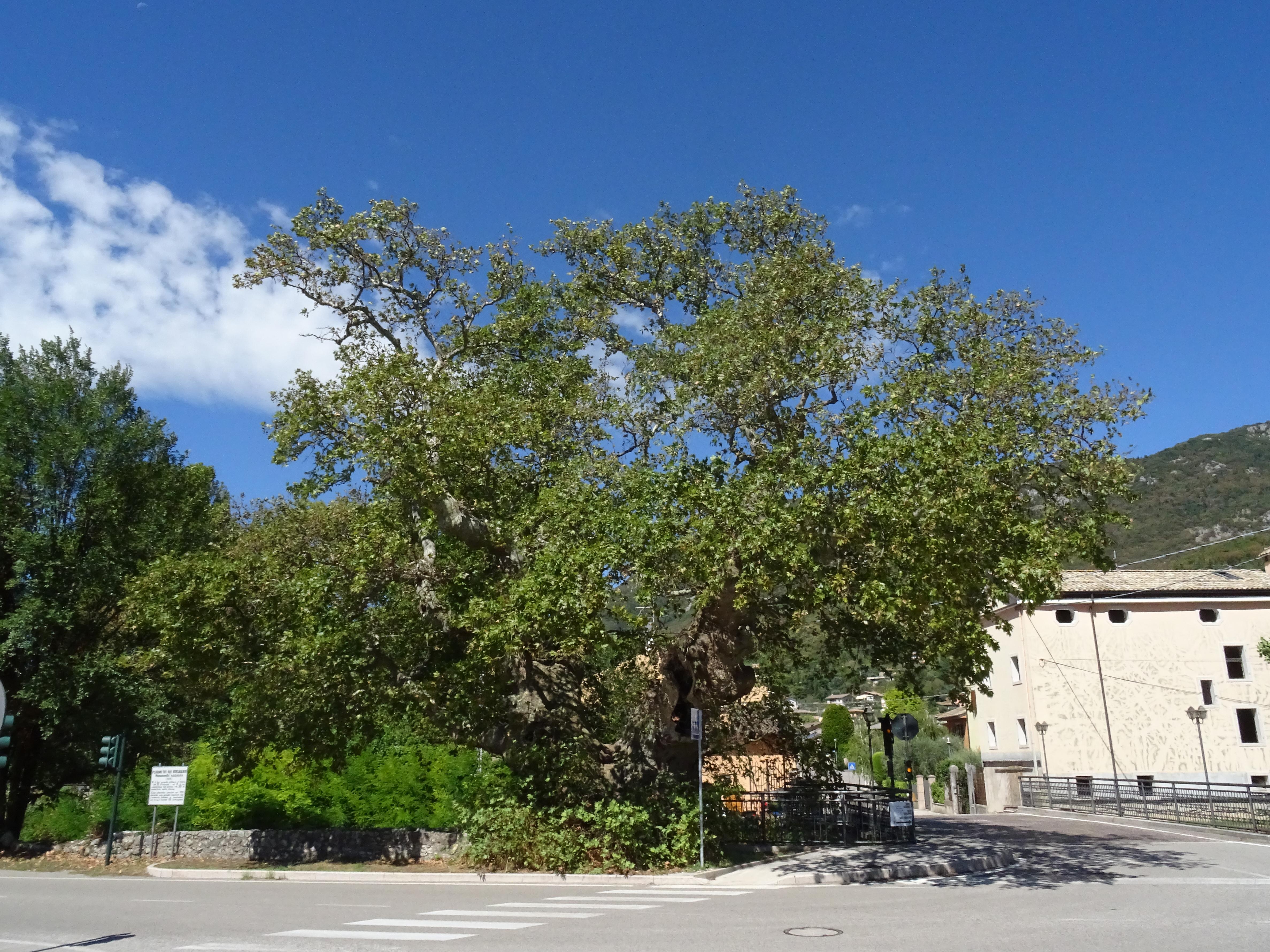 platano dei Cento Bersaglieri